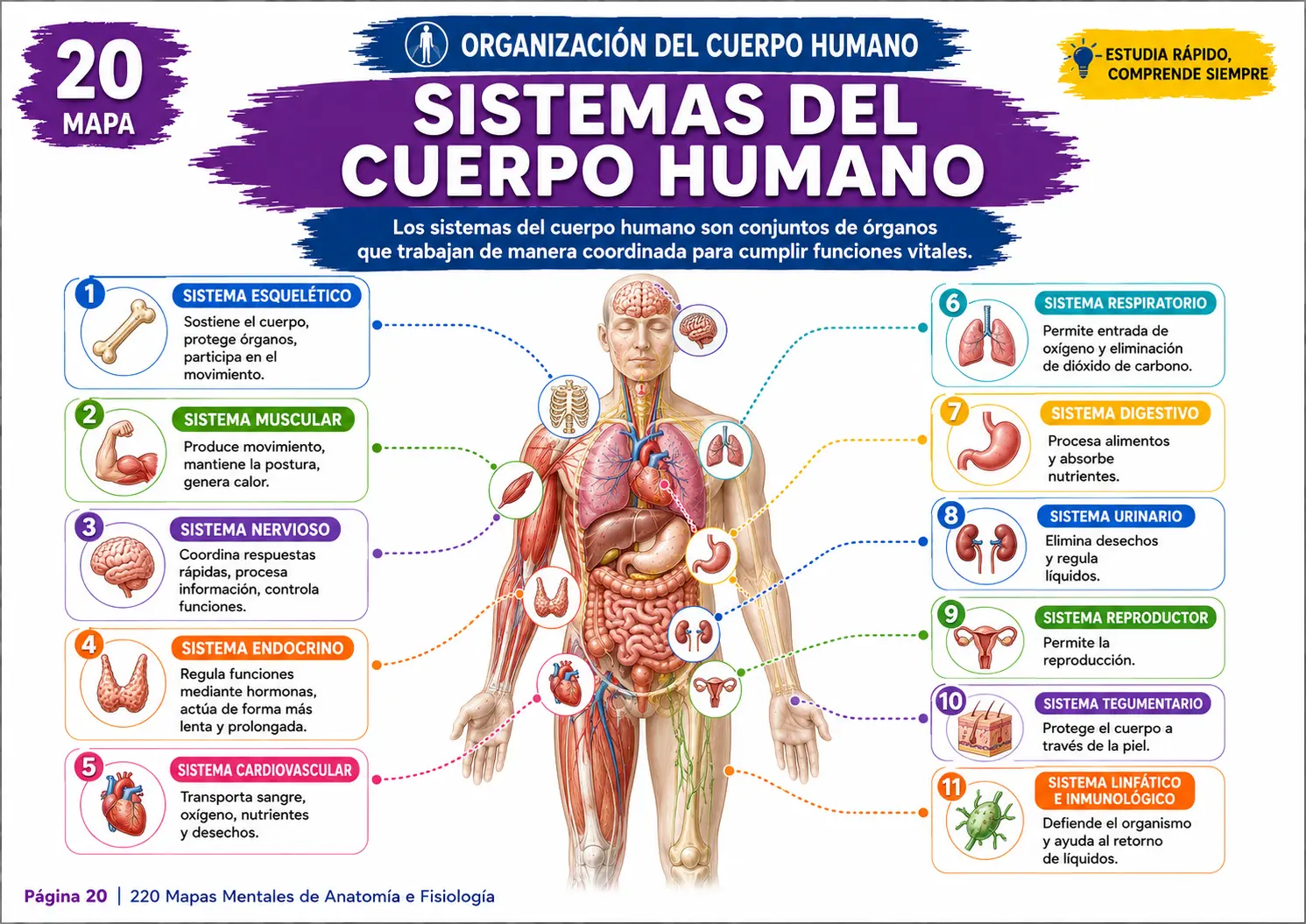 Mapa mental de Anatomía y Fisiología