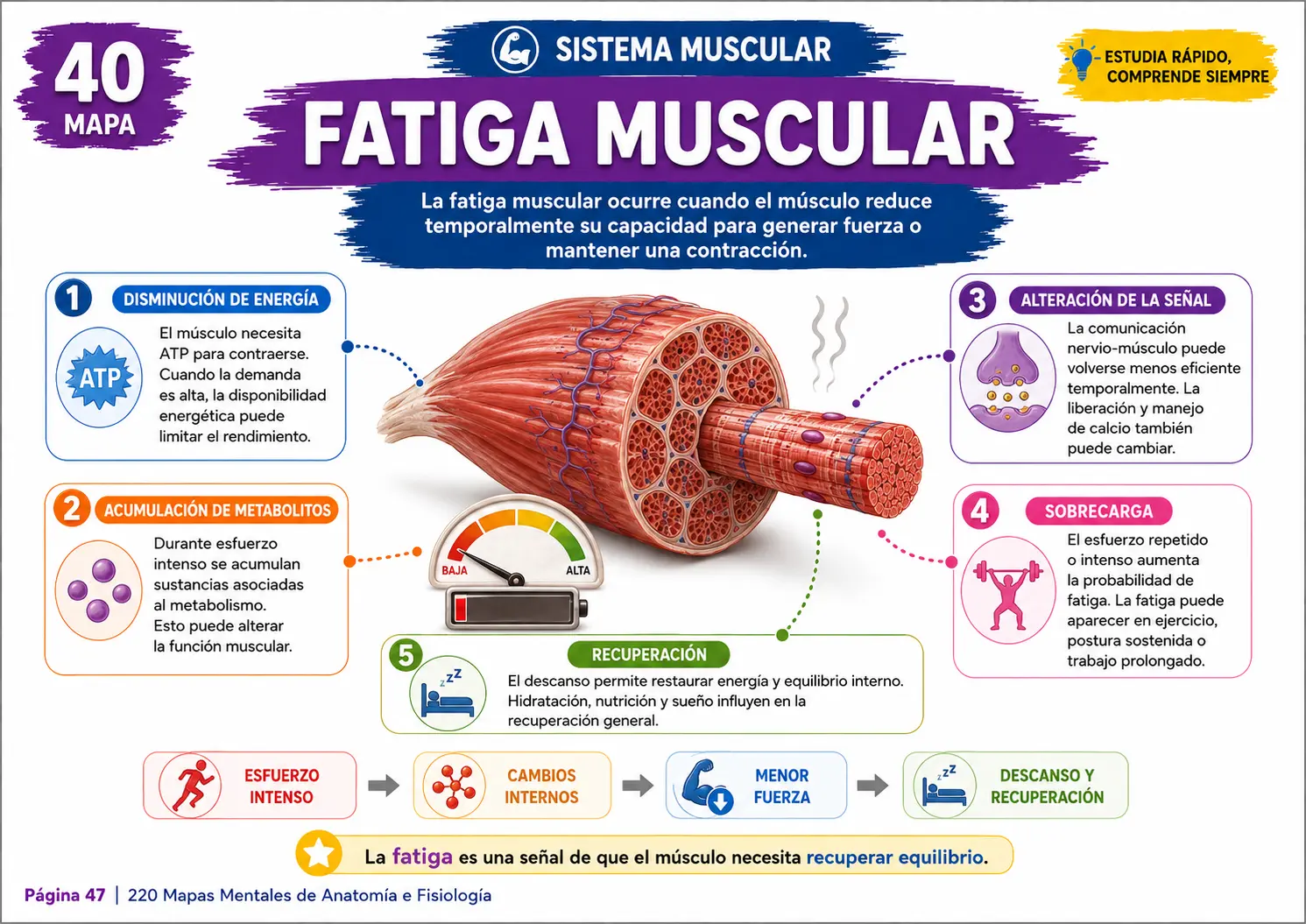 Ejemplo visual del pack de mapas mentales