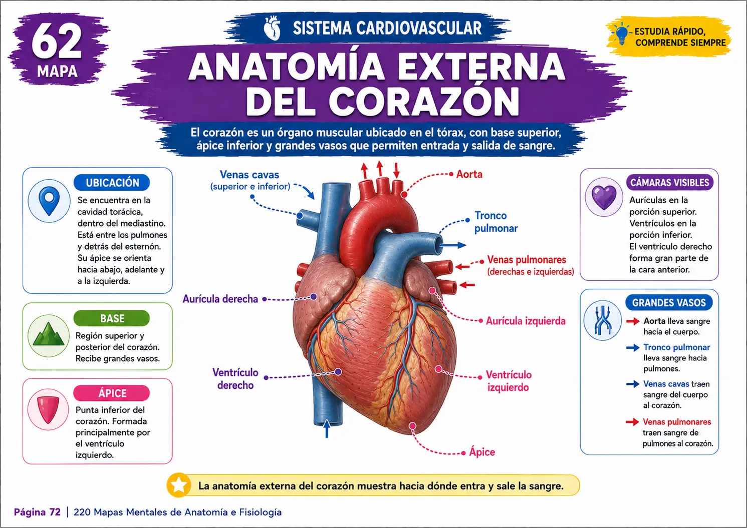 Mapa mental del sistema respiratorio