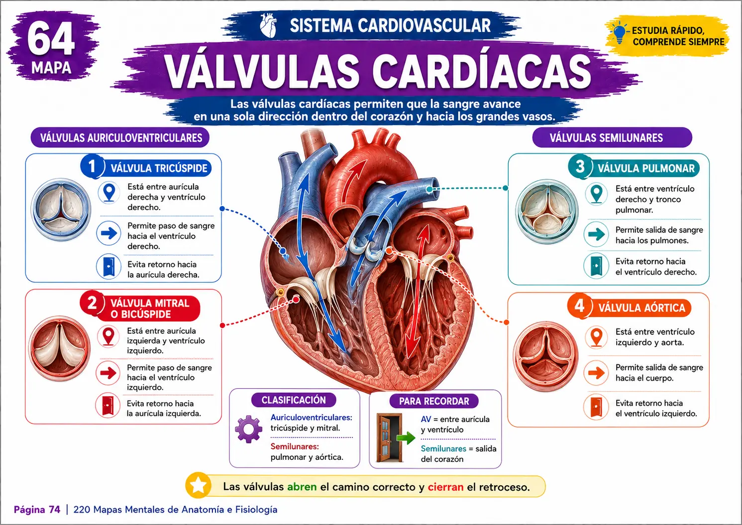 Mapa mental del sistema muscular