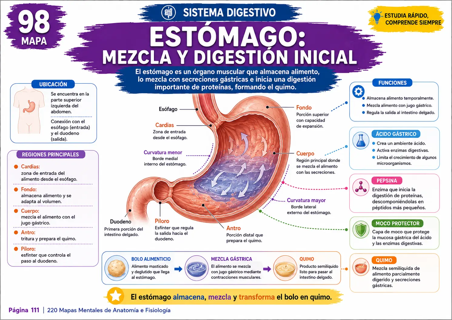 Mapa mental del sistema urinario