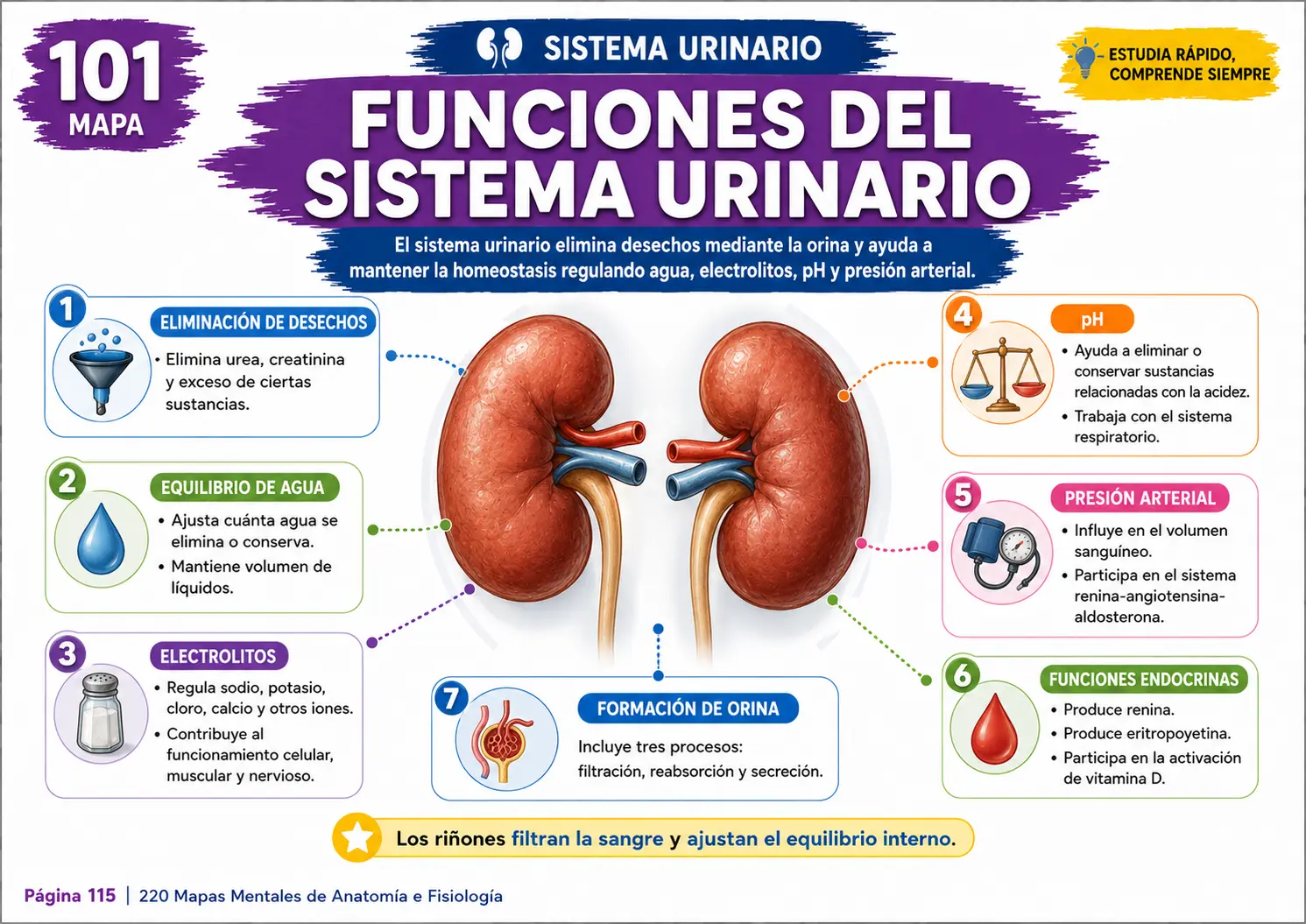 Resumen visual de Anatomía y Fisiología